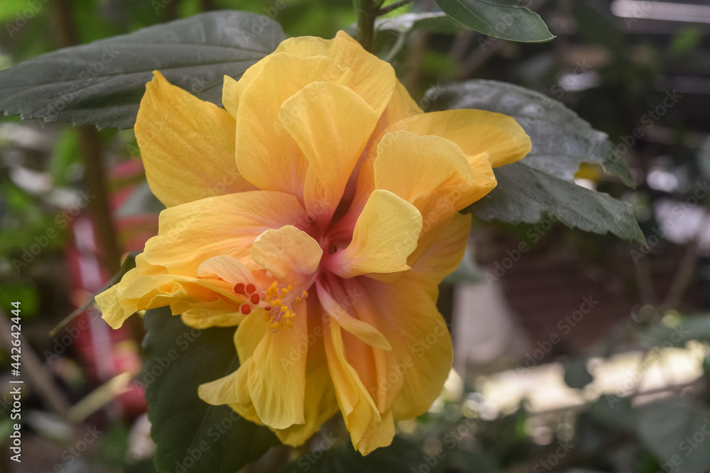 Fototapeta premium orange hibiscus flower in the garden