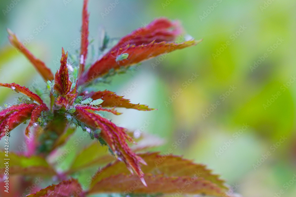 Extreme magnification - Green aphids on a plant. Extreme magnification - Green aphids on a plant.