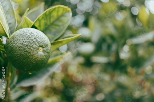 Wallpaper Mural Young orange fruit in a green form on an orange tree Torontodigital.ca