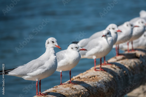 Row of seagulls sits on a old sea pier. Gulls rest on the breakwater. The European herring gull 