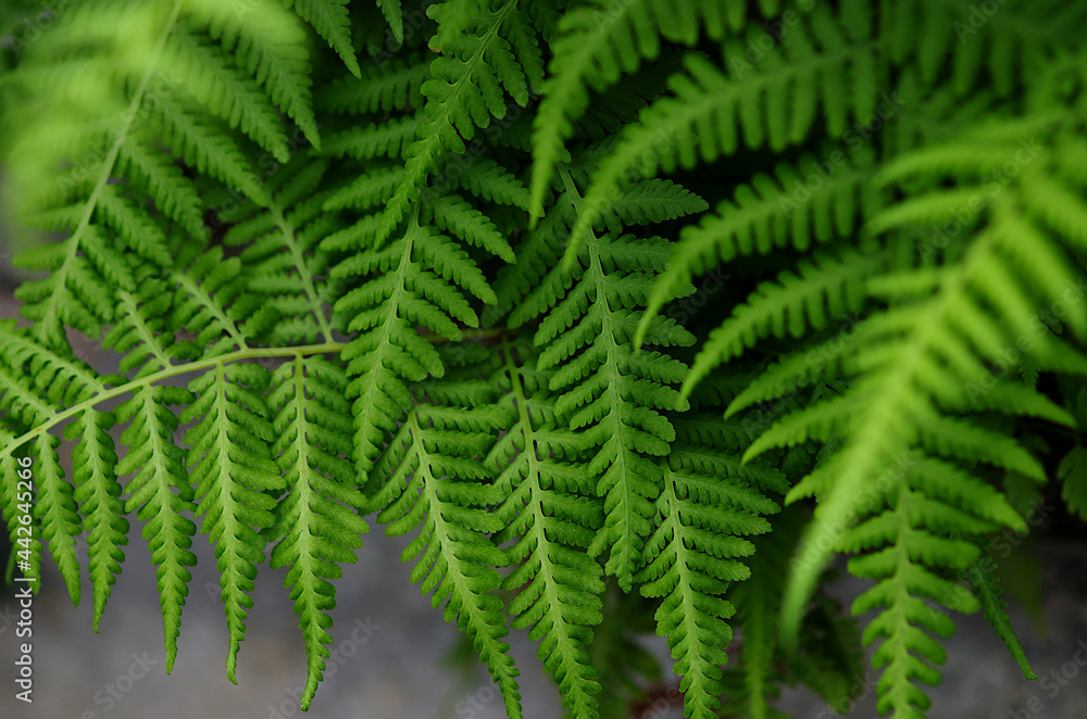 fern leaf in the forest fern leaf in the forest