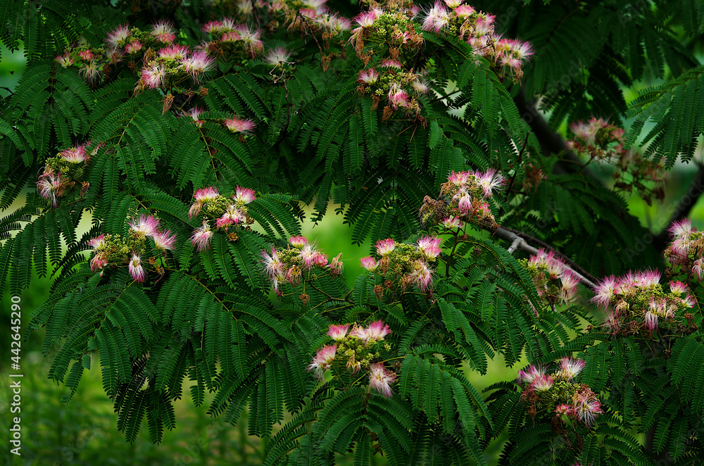 silk trees flowers in the forest silk trees flowers in the forest