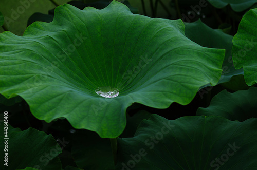 lotus leaf with water drops