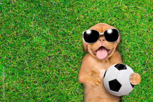 Happy mastiff puppy wearing sunglasses lying with a soccer ball on green summer grass. Top down view. Empty space for text © Ermolaev Alexandr