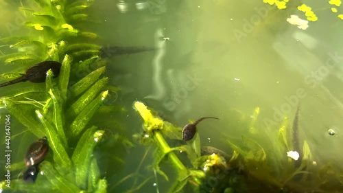 British Tadpoles, swimming and developing into frogs. photo