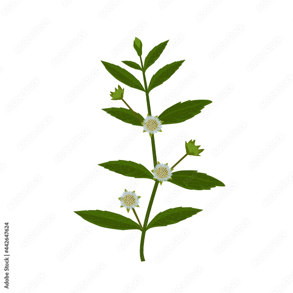Eclipta Alba, Eclipta Prostrata or Bhringraj, also known as Fake Daisy, isolated on white background, herbal medicinal plants effective in Ayurvedic medicine. vector illustration. Eclipta Alba, Eclipta Prostrata or Bhringraj, also known as Fake Daisy, isolated on white background, herbal medicinal plants effective in Ayurvedic medicine. vector illustration.