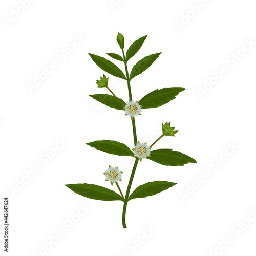 Eclipta Alba, Eclipta Prostrata or Bhringraj, also known as Fake Daisy, isolated on white background, herbal medicinal plants effective in Ayurvedic medicine. vector illustration.