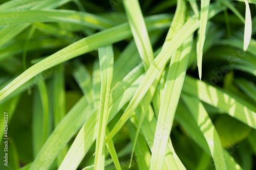 Grass close-up. Green juicy summer grass. Background. Sedge.