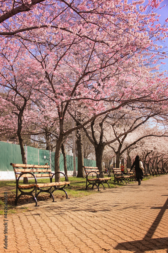 Roosevelt Island with the cherry blossoms blooming and benches