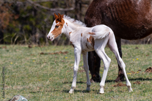 Fototapeta little foal grazes in the meadow with his mother