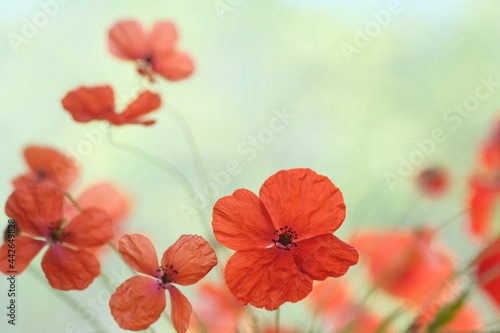 In the spring, red poppies bloom in the field. © Soyka