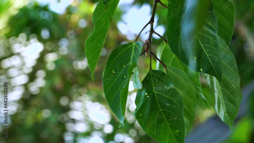 Close up static shot of tree with diseased leaves. Shallow focus Close up static shot of tree with diseased leaves. Shallow focus