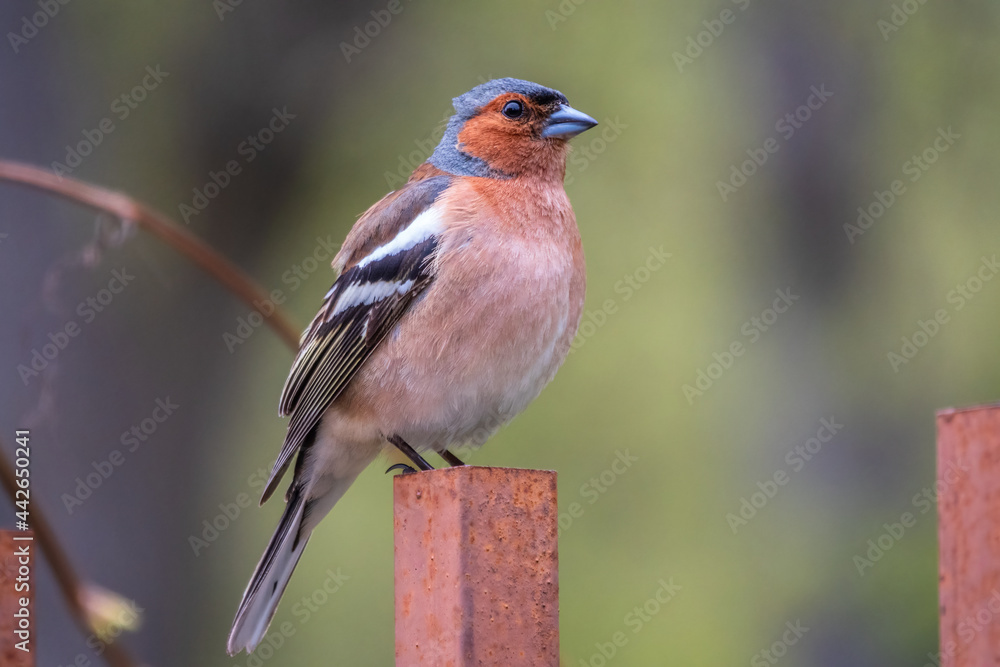 Common chaffinch, Fringilla coelebs, sits on an iron fence in spring on green background. Common chaffinch in wildlife. Common chaffinch, Fringilla coelebs, sits on an iron fence in spring on green background. Common chaffinch in wildlife.