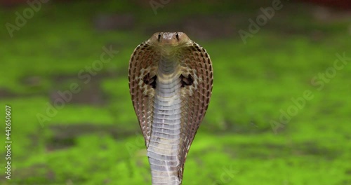 Closeup of the Hood of the Indian spectacled Cobra snake Naja Naja isolated against green photo