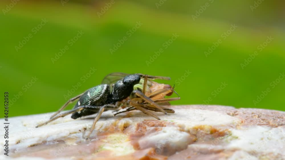 Predator and Prey - Copper Sun Jumper or Copper Sun-jumper, Jumping Spider, Heliophanus cupreus Predator and Prey - Copper Sun Jumper or Copper Sun-jumper, Jumping Spider, Heliophanus cupreus