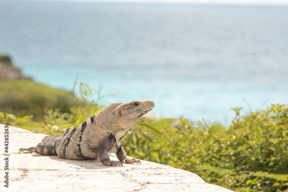 Iguana in Isla Mujeres enjoying the sun and the view of the ocean. Iguana in Isla Mujeres enjoying the sun and the view of the ocean.