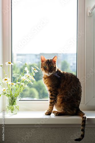 Bengal cat. Portrait of cute bengal kitty, resting on window sill, near bouquet of daisy flowers in glass jar. Amazing pet.