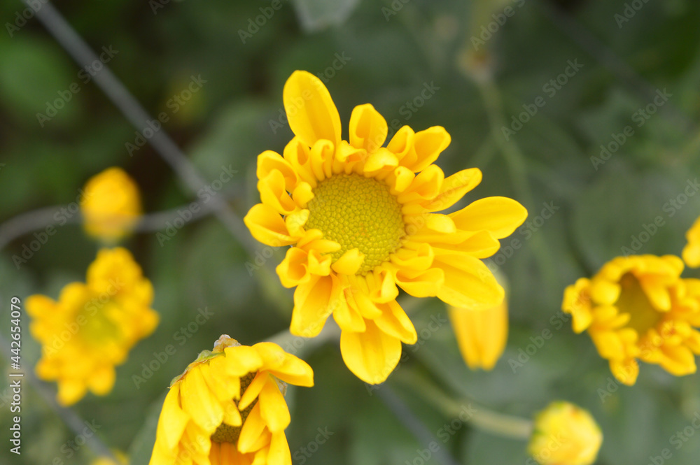 Some of the yellow flowers haven't fully bloomed yet Some of the yellow flowers haven't fully bloomed yet