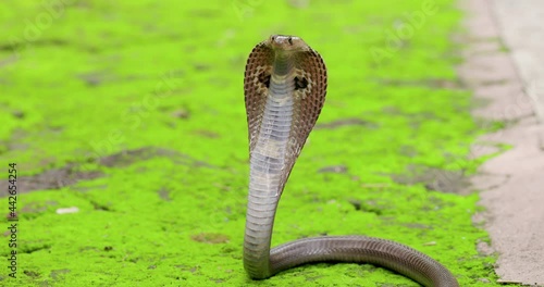 Indian spectacled Cobra snake with hood up mid shot green surroundings alert photo