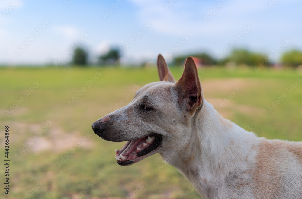 portrait of homeless dog in meadow garden, mouth open, smiling, looking, domestic pet
