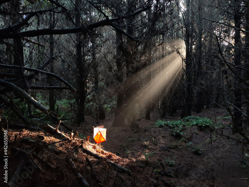 фотографія Orienteering control in sunbeam landscape 1