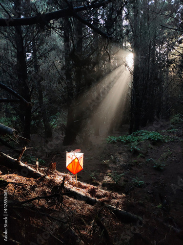 Schilderij op canvas orienteering control in sunlight beams portrait