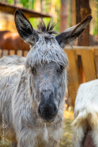 Farm animals in a private contact zoo Husky land in Kemerovo, Siberia, Russia