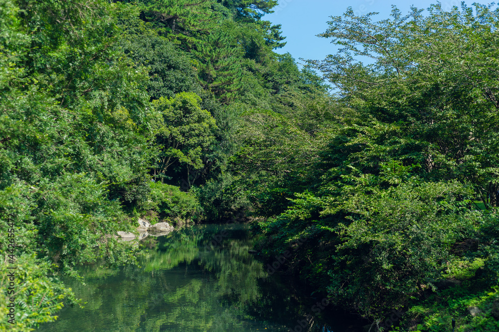 green forest reflection in the water green forest reflection in the water