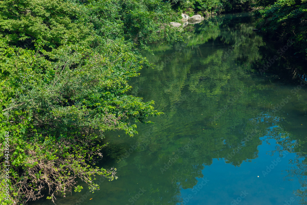 green forest reflection in the water green forest reflection in the water