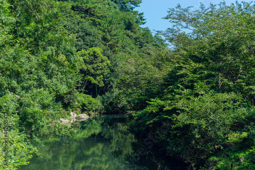 green forest reflection in the water