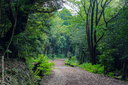 trail for walk in green forest