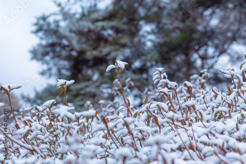 frost branch in winter forest