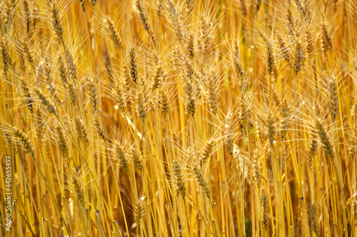 黄金色の麦畑