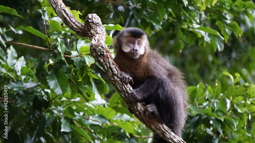 Fényképezés Tufted capuchin