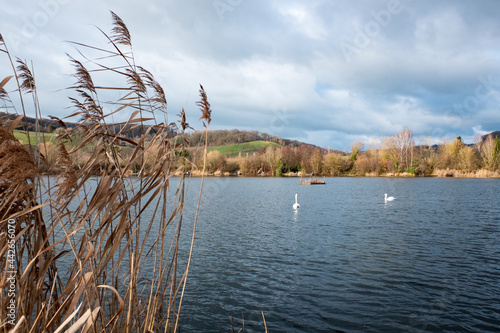 Swans swimming in the lake near ornithology center Biodiversum in the nature reserve Haff Reimech near Schengen, Luxembourg. Nature and bird protection concept. photo