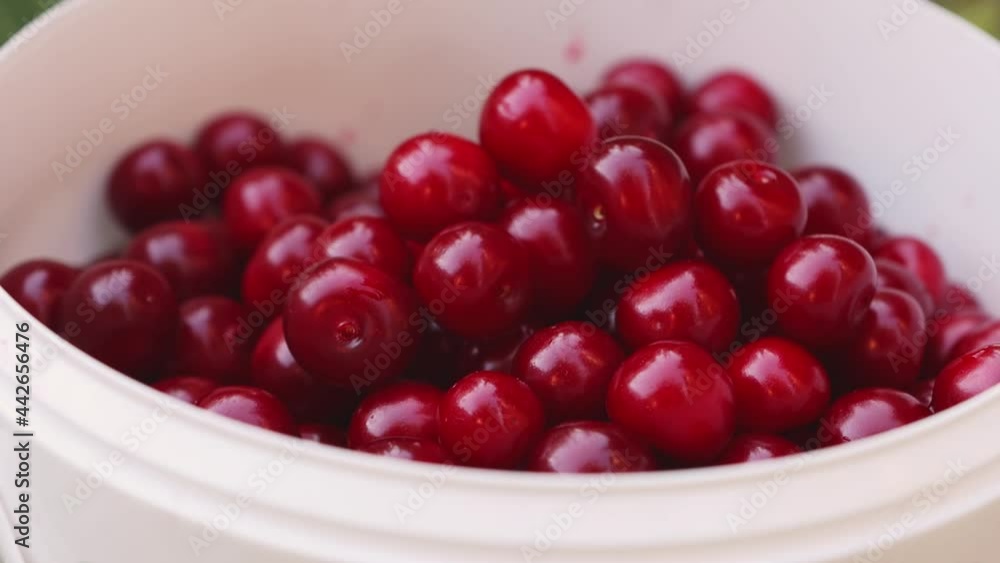 White basket with cherries close-up. Harvesting sweet cherry on a summer day. Lots of ripe, red, organic berries in a container. White basket with cherries close-up. Harvesting sweet cherry on a summer day. Lots of ripe, red, organic berries in a container.