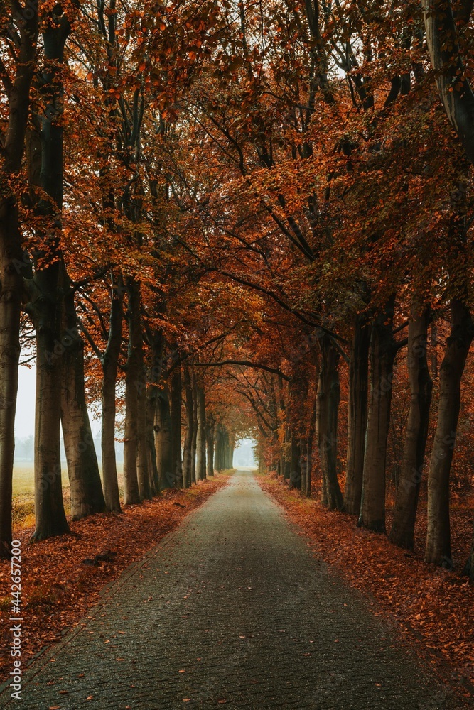 Fotobehang Chocoladebruin autumn forest vertical landscape fall nature trees road #442657200