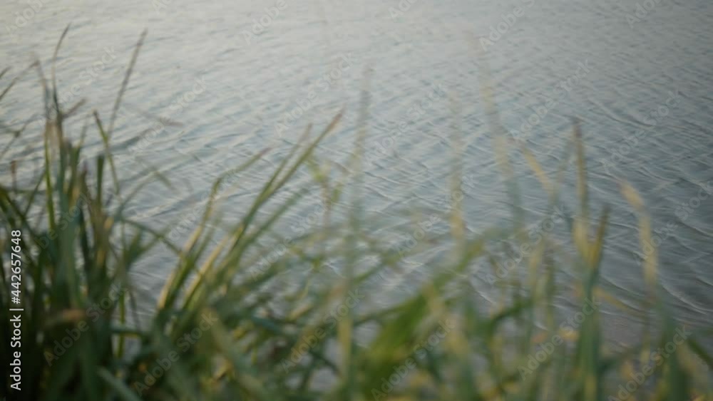 Slow-motion shot of small waves in the surface of the water with blurry high grass. Slow-motion shot of small waves in the surface of the water with blurry high grass.