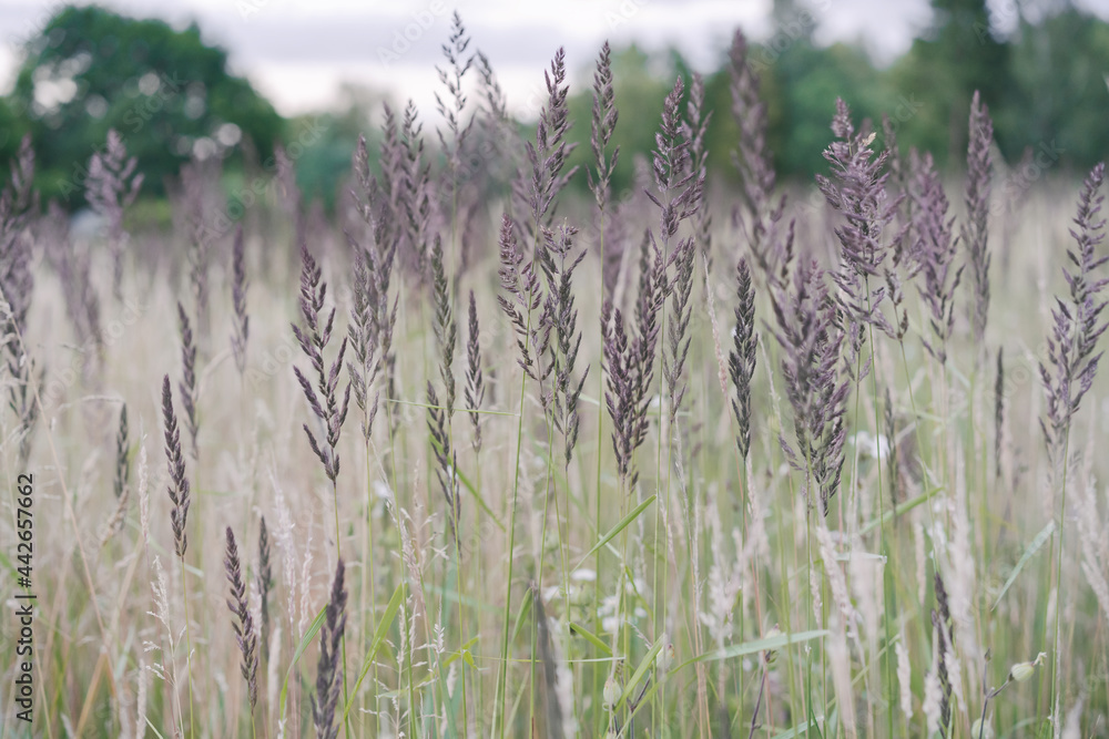 High grass beauty in summer meadow. Natural beauty of nature. High grass beauty in summer meadow. Natural beauty of nature.