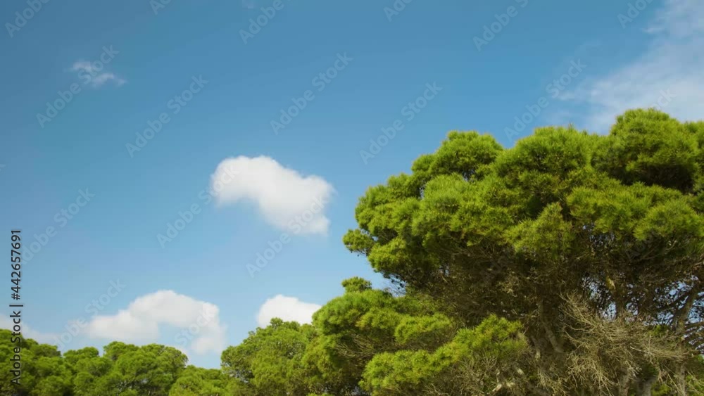 Beautiful green trees on the coast of Sardinia, Italy Beautiful green trees on the coast of Sardinia, Italy