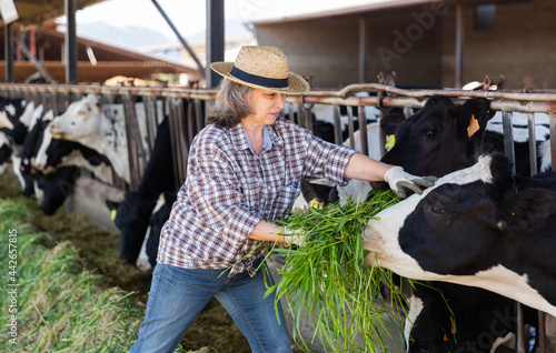 Mature farm worker feeding fresh grass to cows in barn