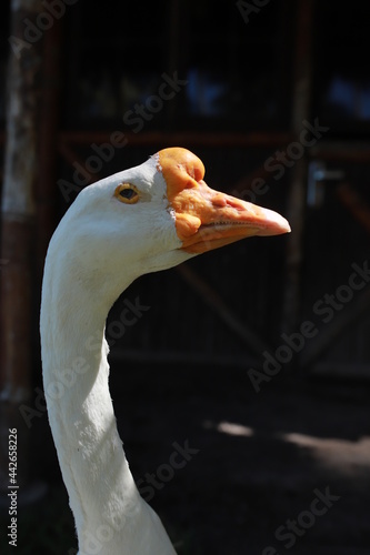 close up of a goose