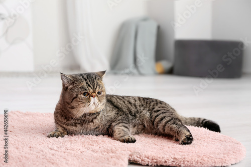 Cute Exotic Shorthair cat lying on soft carpet at home