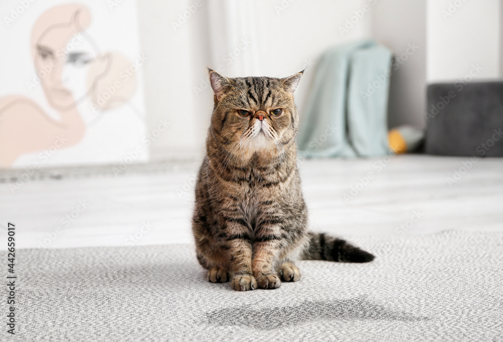 Cute cat near wet spot on carpet