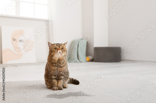 Obraz na płótnie Cute cat near wet spot on carpet