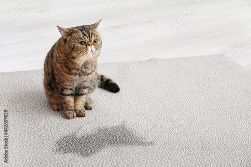 Canvas Print Cute cat near wet spot on carpet