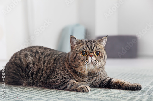 Cute Exotic Shorthair cat lying on carpet at home