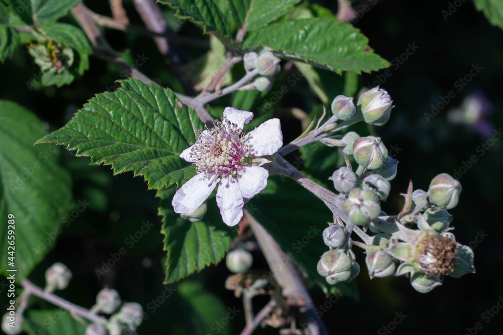 Blackberry flower blooming in summer with soft pink color,Wild berry on field , Italy. Blackberry flower blooming in summer with soft pink color,Wild berry on field , Italy.