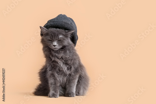 Cute cat in warm hat on color background © Pixel-Shot