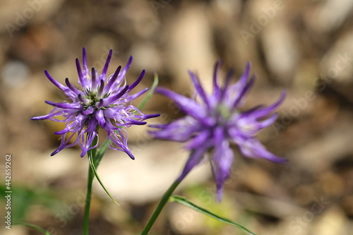 Nahaufnahme einer Blüte der  seltenen Naturheilpflanze Teufelskralle